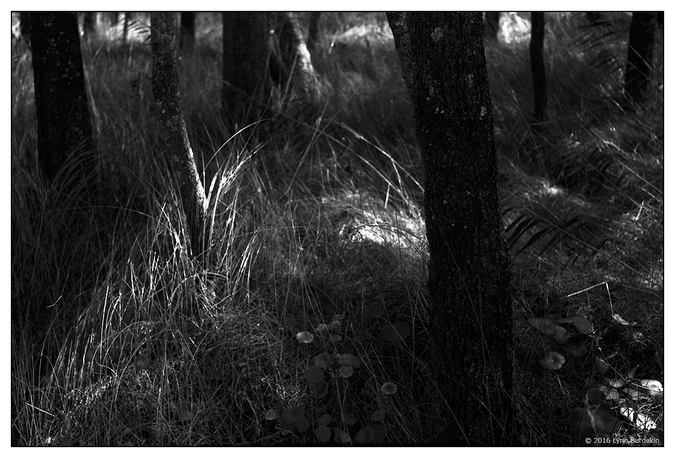 med_U27021I1456401978.SEQ.1.jpg