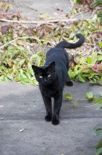 Black-Leica-Cat.jpg