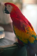 Macaw.jpg