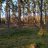 ForestCap