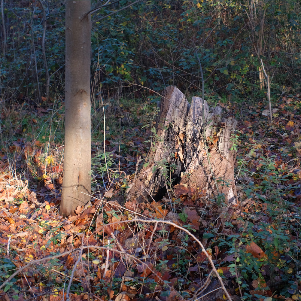 U12155I1604940725.SEQ.0.jpg