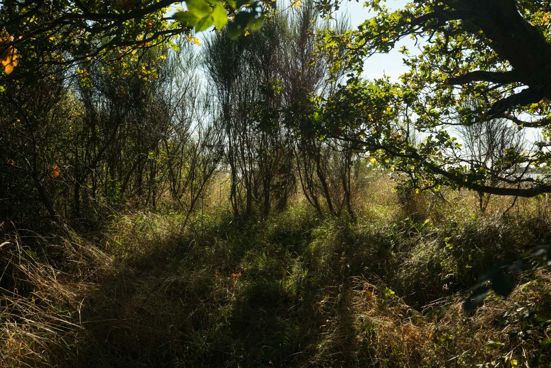 U12668I1538822989.SEQ.0.jpg