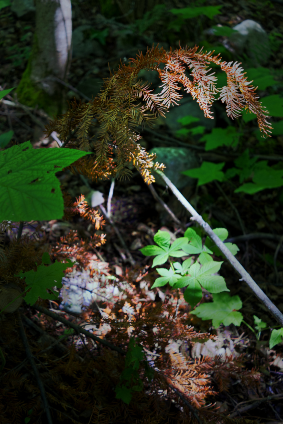 U76197I1592713125.SEQ.0.jpg